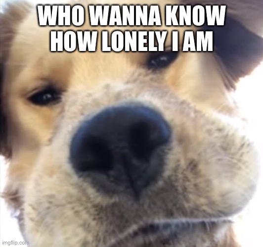 Doggo bruh | WHO WANNA KNOW HOW LONELY I AM | image tagged in doggo bruh | made w/ Imgflip meme maker