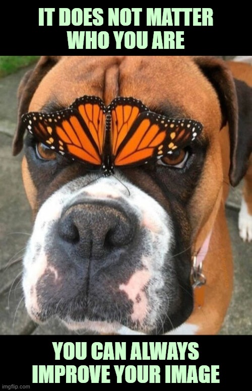 Molly gets more dates | IT DOES NOT MATTER
WHO YOU ARE; DJ Anomalous; YOU CAN ALWAYS IMPROVE YOUR IMAGE | image tagged in dogs,butterfly,image,funny dog,dog,music | made w/ Imgflip meme maker