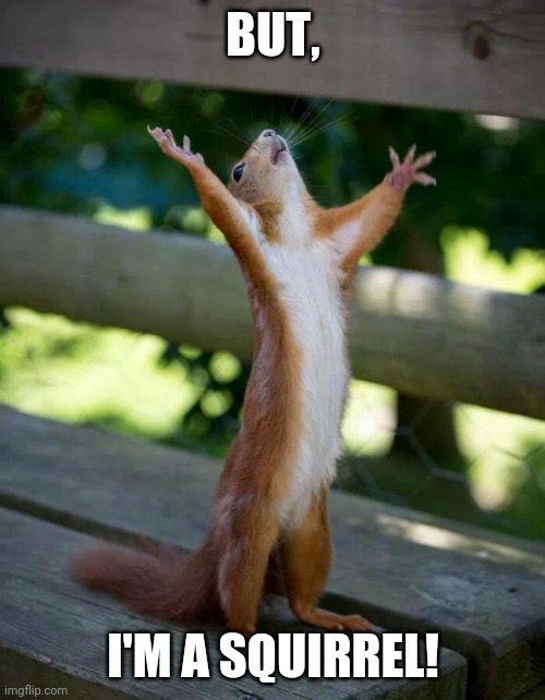 Happy Squirrel | BUT, I'M A SQUIRREL! | image tagged in happy squirrel | made w/ Imgflip meme maker