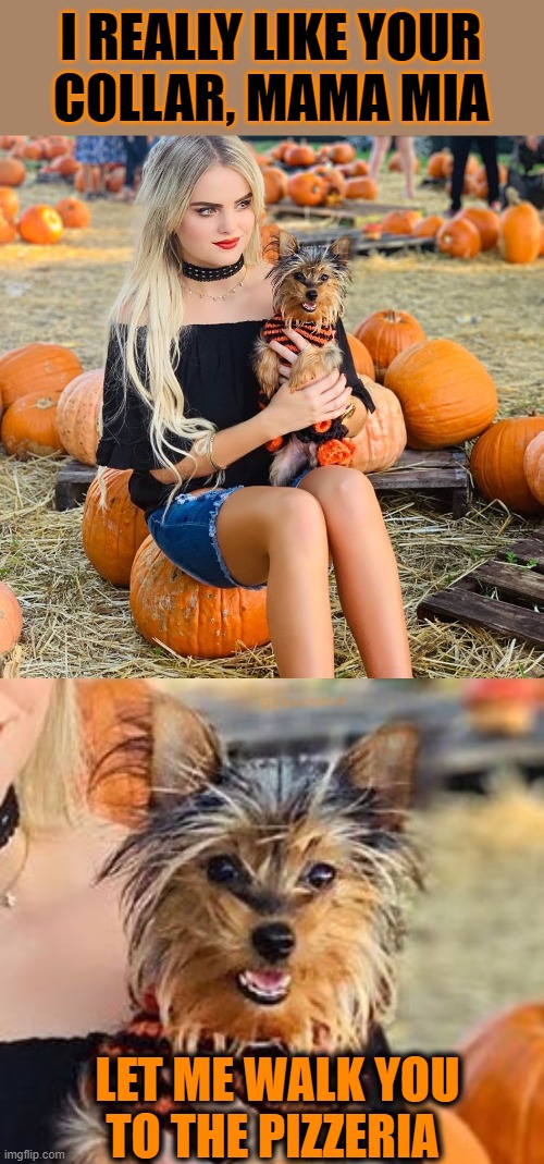 Better than pumpkin spice | I REALLY LIKE YOUR
COLLAR, MAMA MIA; DJ Anomalous; LET ME WALK YOU
TO THE PIZZERIA | image tagged in dogs,toto,pumpkins,pizza,funny dog | made w/ Imgflip meme maker