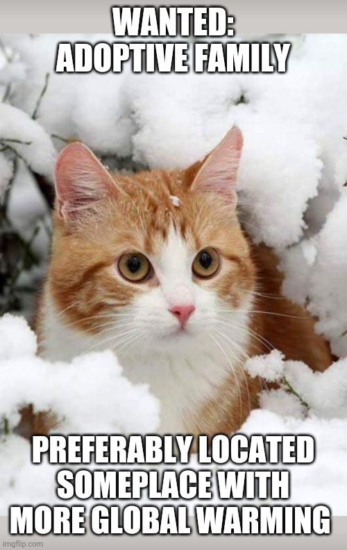 Kitty want-ad | WANTED: ADOPTIVE FAMILY; PREFERABLY LOCATED SOMEPLACE WITH MORE GLOBAL WARMING | image tagged in funny cats | made w/ Imgflip meme maker