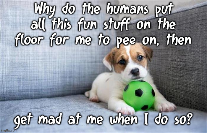 Why do the humans put all this fun stuff on the floor for me to pee on, then; get mad at me when I do so? | image tagged in dogs | made w/ Imgflip meme maker