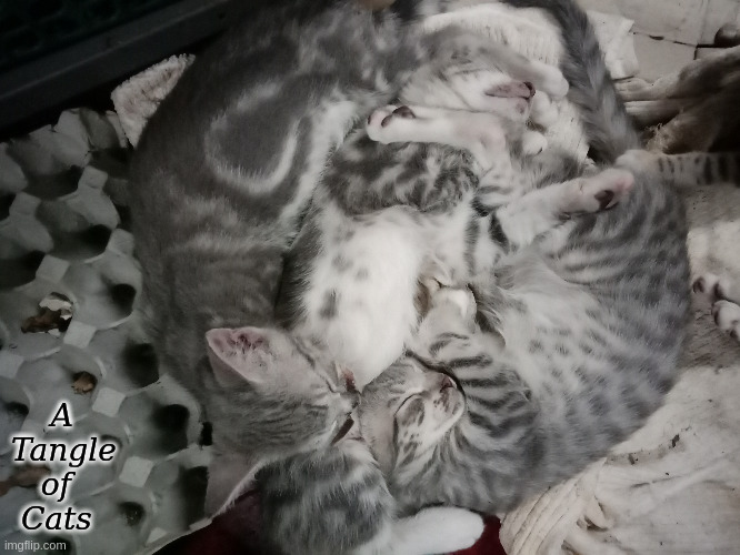 A Tangle of Cats | A 
Tangle 
   of
 Cats | image tagged in cats,kittens | made w/ Imgflip meme maker