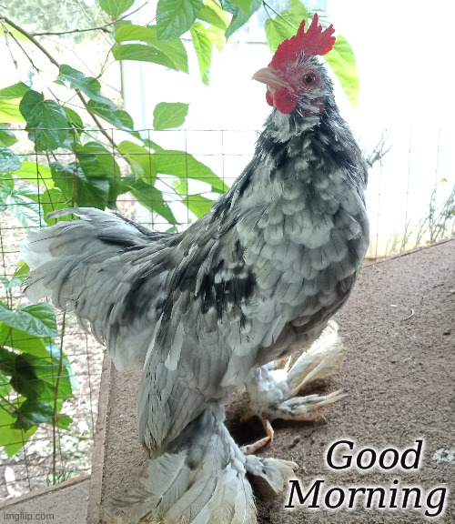 Good Morning | Good  
Morning | image tagged in good morning,rooster,chickens | made w/ Imgflip meme maker