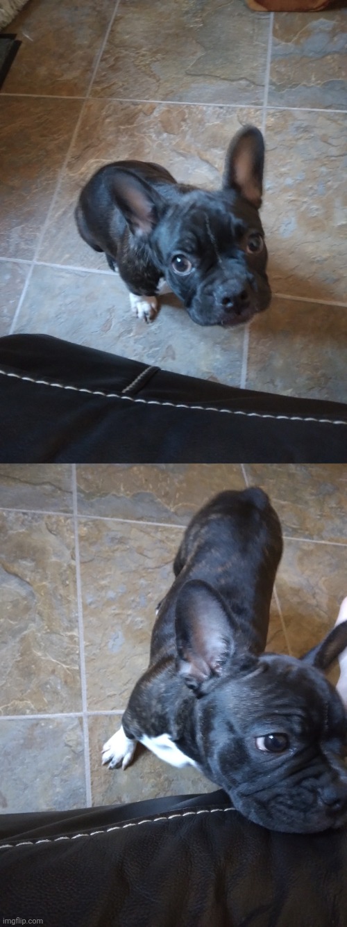 Does anyone remember when I said i was getting a new dog? This is her now | made w/ Imgflip meme maker
