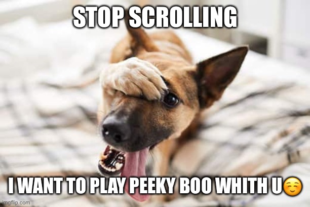 Stop scrolling play peeky boo whith u | STOP SCROLLING; I WANT TO PLAY PEEKY BOO WHITH U☺️ | image tagged in cute dog | made w/ Imgflip meme maker