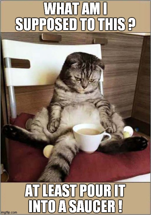 Don't Forget The Sugar ! | WHAT AM I SUPPOSED TO THIS ? AT LEAST POUR IT
INTO A SAUCER ! | image tagged in cats,tea | made w/ Imgflip meme maker