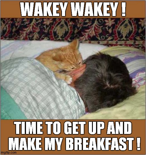 The Most Effective Alarm Clock ! | WAKEY WAKEY ! TIME TO GET UP AND
 MAKE MY BREAKFAST ! | image tagged in cats,kittens,wake up | made w/ Imgflip meme maker