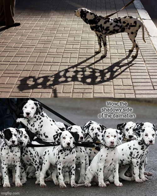 Dalmatian and the shadow |  Wow, the shadowy side of the dalmatian | image tagged in dalmatians,reposts,repost,memes,funny,meme | made w/ Imgflip meme maker