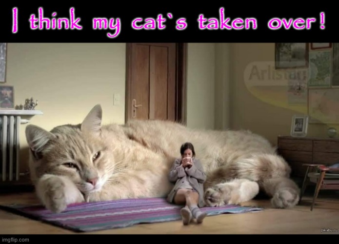 The cat`s took over ! |  I  think  my  cat`s  taken  over ! | image tagged in funny cat memes | made w/ Imgflip meme maker