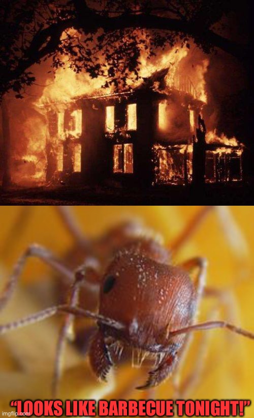 “LOOKS LIKE BARBECUE TONIGHT!” | image tagged in termite,hey but really,do termites go out for some coffee table,instead of coffee | made w/ Imgflip meme maker