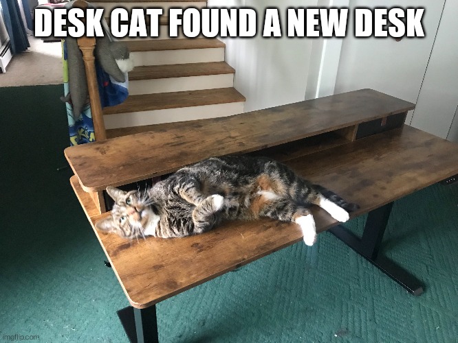 Desk cat | DESK CAT FOUND A NEW DESK | image tagged in cat,desk,idk,lol | made w/ Imgflip meme maker