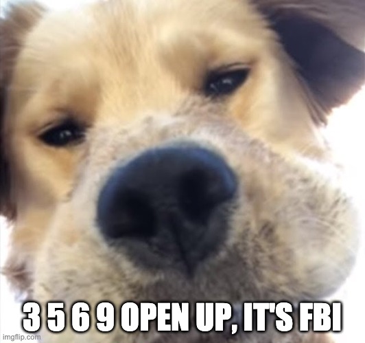 Doggo bruh | 3 5 6 9 OPEN UP, IT'S FBI | image tagged in doggo bruh | made w/ Imgflip meme maker