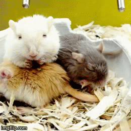 image tagged in gifs | made w/ Imgflip video-to-gif maker