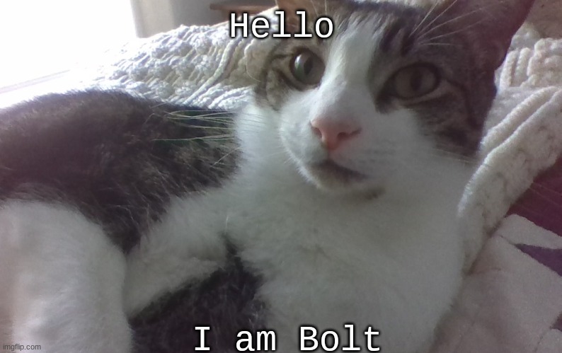 Hello; I am Bolt | image tagged in cute cat | made w/ Imgflip meme maker