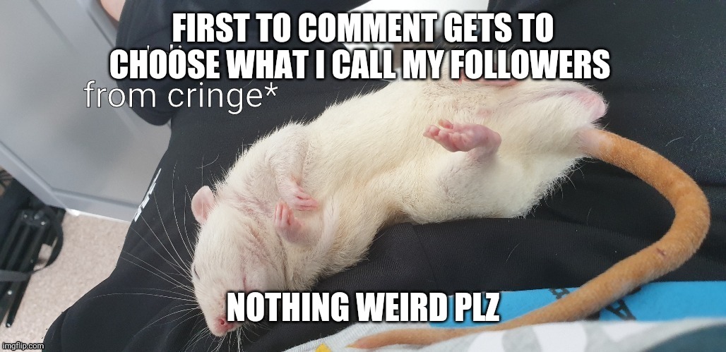 Dies from cringe but sleepy rat | FIRST TO COMMENT GETS TO CHOOSE WHAT I CALL MY FOLLOWERS; NOTHING WEIRD PLZ | image tagged in dies from cringe but sleepy rat | made w/ Imgflip meme maker