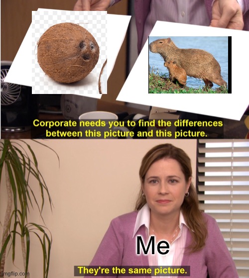 I can’t spot difference | Me | image tagged in memes,they're the same picture,coconut,capybara,funny | made w/ Imgflip meme maker