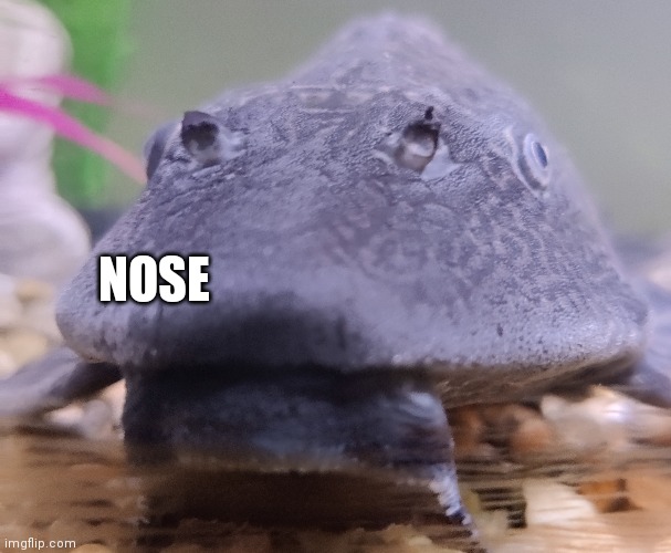 NOSE | made w/ Imgflip meme maker
