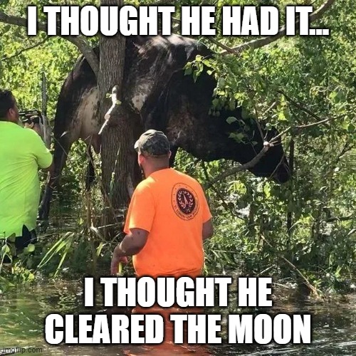 The Cow Didn't Jump Over the Moon | I THOUGHT HE HAD IT... I THOUGHT HE CLEARED THE MOON | image tagged in cow,jump,moon,funny | made w/ Imgflip meme maker