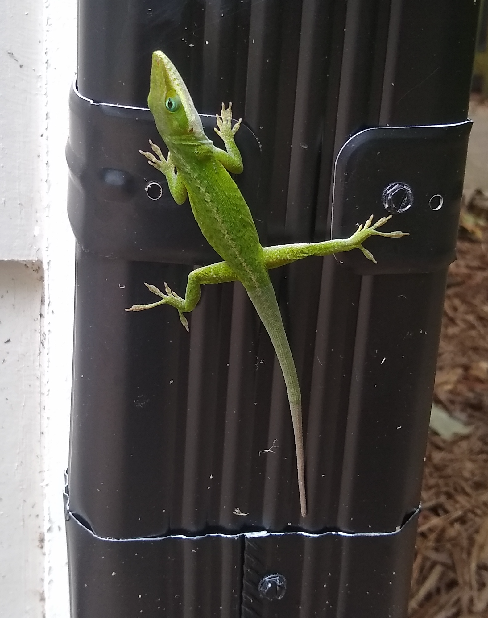 Lzrd Blank Meme Template