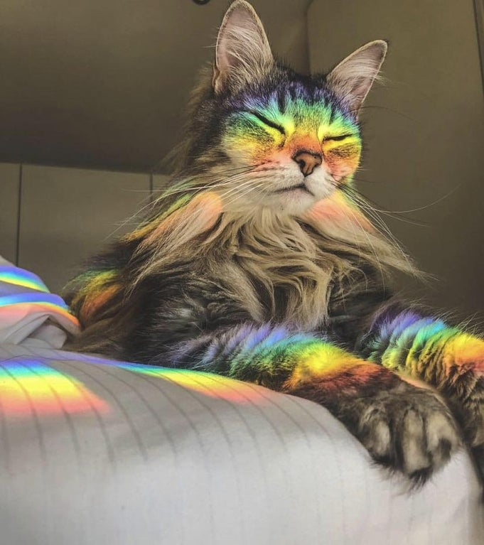 High Quality Rainbow Cat - glass refraction Blank Meme Template