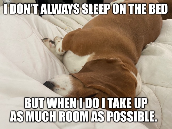 Taking up the bed | I DON’T ALWAYS SLEEP ON THE BED; BUT WHEN I DO I TAKE UP AS MUCH ROOM AS POSSIBLE. | image tagged in basset hound | made w/ Imgflip meme maker