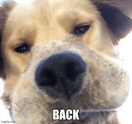 Doggo bruh | BACK | image tagged in doggo bruh | made w/ Imgflip meme maker