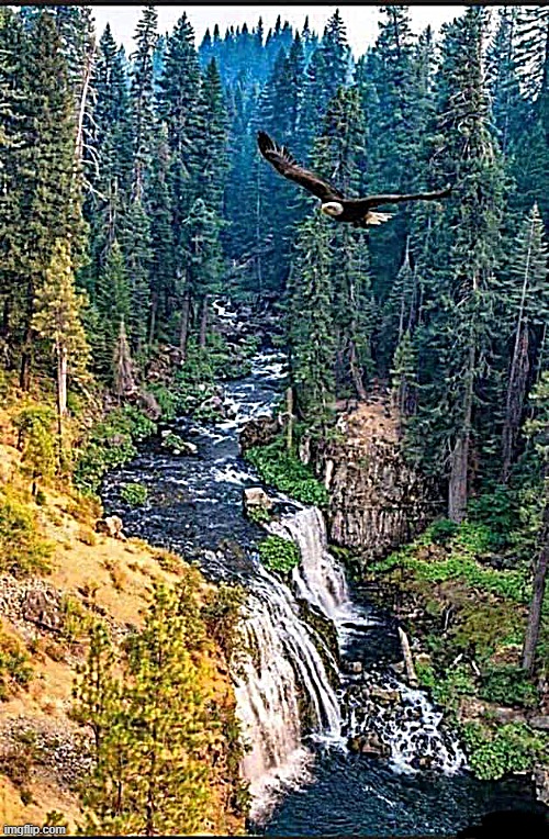 Graceful, yet powerful ... | image tagged in nature,beautiful,eagle | made w/ Imgflip meme maker