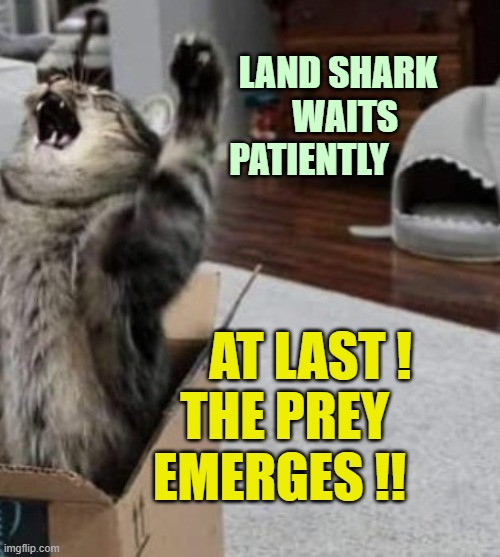 ▬▬ comment specific to meme where cat says, "I live!", using part of the same image | LAND SHARK
          WAITS
PATIENTLY AT LAST !
   THE PREY
  EMERGES !! | image tagged in comment | made w/ Imgflip meme maker