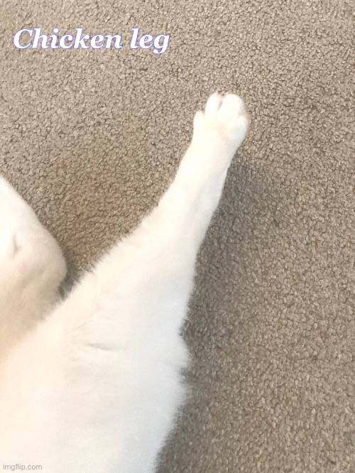 My cats chicken leg | image tagged in cats | made w/ Imgflip meme maker