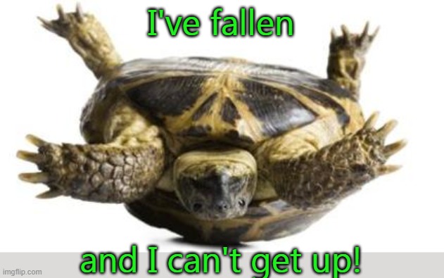 Remember this phrase? | I've fallen; and I can't get up! | image tagged in tortoise on back,commercial | made w/ Imgflip meme maker