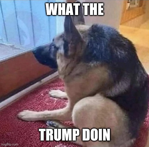 What the dog doin | WHAT THE TRUMP DOIN | image tagged in what the dog doin | made w/ Imgflip meme maker