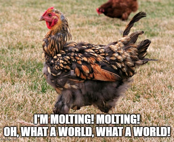 Molting Chicken |  I'M MOLTING! MOLTING! OH, WHAT A WORLD, WHAT A WORLD! | image tagged in molting,chickens,wizard of oz,what a world | made w/ Imgflip meme maker