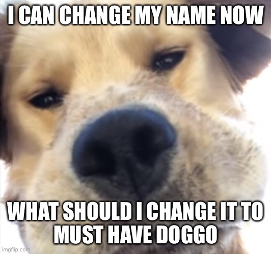 Doggo bruh | I CAN CHANGE MY NAME NOW; WHAT SHOULD I CHANGE IT TO
MUST HAVE DOGGO | image tagged in doggo bruh | made w/ Imgflip meme maker
