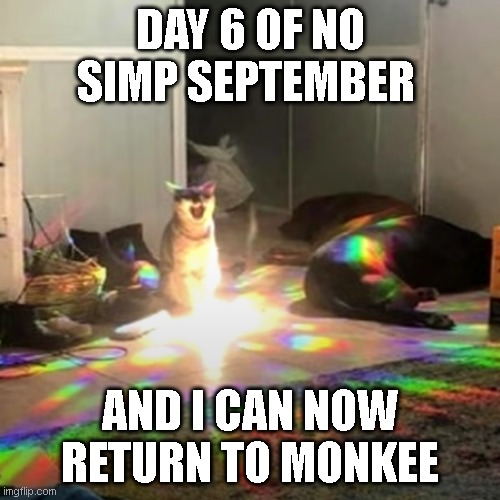 reeeeeeeeeeeeeeeeeeeeeeeeeeeeeeeeeeeeeee | DAY 6 OF NO SIMP SEPTEMBER; AND I CAN NOW RETURN TO MONKEE | image tagged in cat,funny cats,simp | made w/ Imgflip meme maker