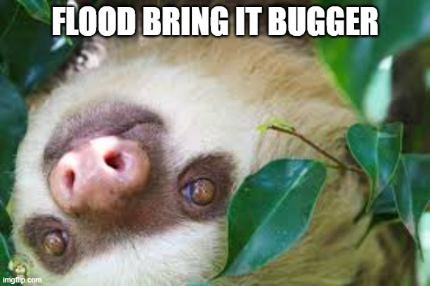 Smug Sloth | FLOOD BRING IT BUGGER | image tagged in sloth | made w/ Imgflip meme maker