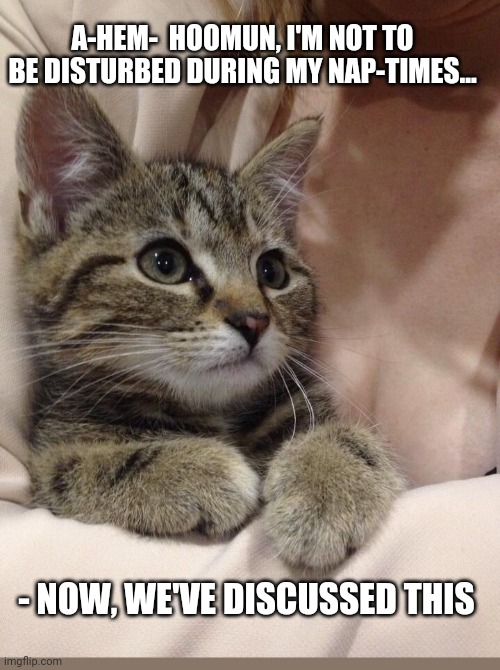 A-HEM-  HOOMUN, I'M NOT TO BE DISTURBED DURING MY NAP-TIMES... - NOW, WE'VE DISCUSSED THIS | image tagged in cute cat | made w/ Imgflip meme maker