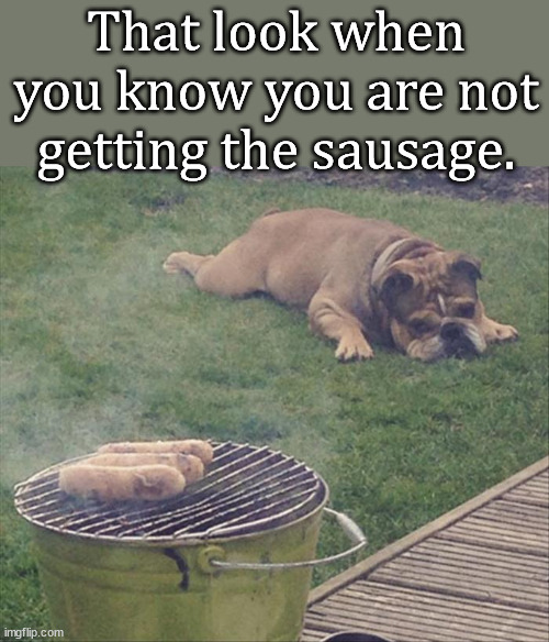 That look when you know you are not getting the sausage. | image tagged in dogs | made w/ Imgflip meme maker