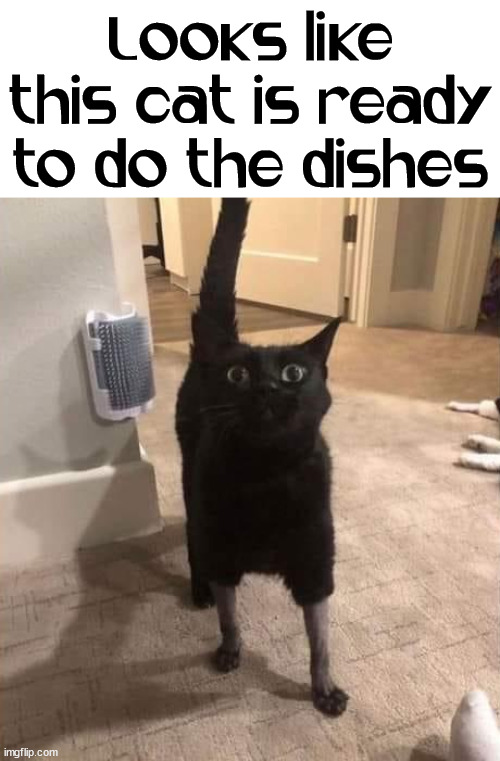 Looks like the cat rolled up it's sleeves | Looks like this cat is ready to do the dishes | image tagged in dirty dishes,washing dishes,sleeves | made w/ Imgflip meme maker
