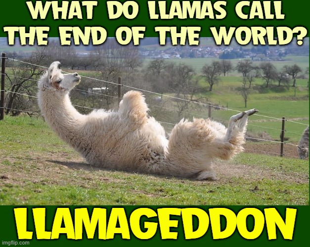 No Llamas were harmed during the making of this meme (well, maybe a couple of 'em got their feelings hurt) |  WHAT DO LLAMAS CALL THE END OF THE WORLD? LLAMAGEDDON | image tagged in vince vance,end of the world,riddles and brainteasers,llamas,armageddon,memes | made w/ Imgflip meme maker