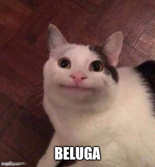 BELUGA | made w/ Imgflip meme maker