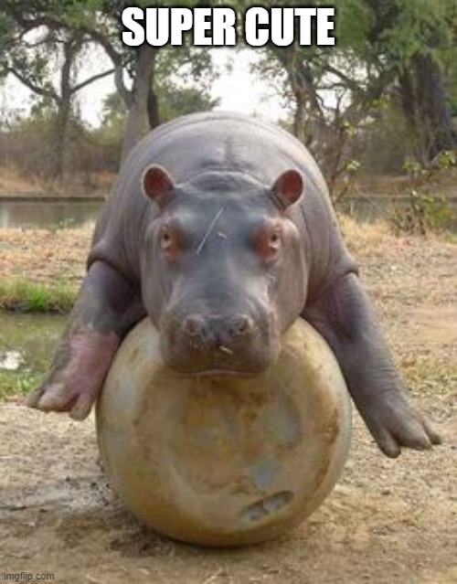 Happy hippo | SUPER CUTE | image tagged in happy hippo | made w/ Imgflip meme maker