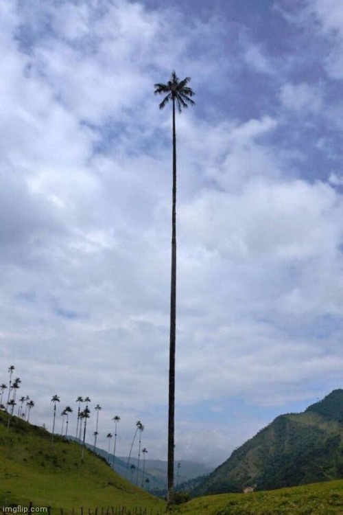 A lonely tree | image tagged in natural,nature,happy tree friends,well yes but actually no | made w/ Imgflip meme maker
