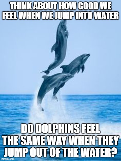 life questions | THINK ABOUT HOW GOOD WE FEEL WHEN WE JUMP INTO WATER; DO DOLPHINS FEEL THE SAME WAY WHEN THEY JUMP OUT OF THE WATER? | image tagged in funny | made w/ Imgflip meme maker