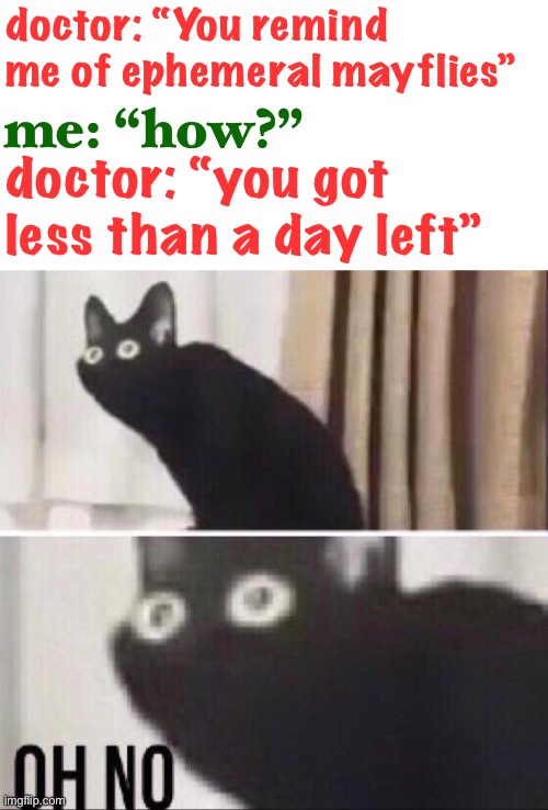 ephemeral mayflies live for 24 hours | doctor: “You remind me of ephemeral mayflies”; me: “how?”; doctor: “you got less than a day left” | image tagged in oh no cat,funny,science,dark humor,doctor | made w/ Imgflip meme maker