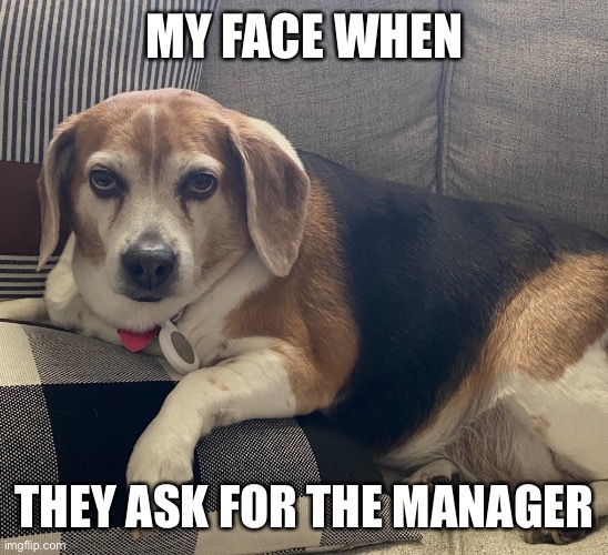 Judgment beagle |  MY FACE WHEN; THEY ASK FOR THE MANAGER | image tagged in grumpy beagle,judging,manager,karen | made w/ Imgflip meme maker