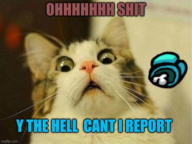 what the hell cat sus | OHHHHHHH SHIT; Y THE HELL  CANT I REPORT | image tagged in memes,scared cat | made w/ Imgflip meme maker