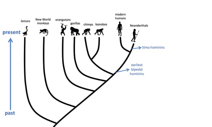 Human Evolutionary Tree Blank Meme Template