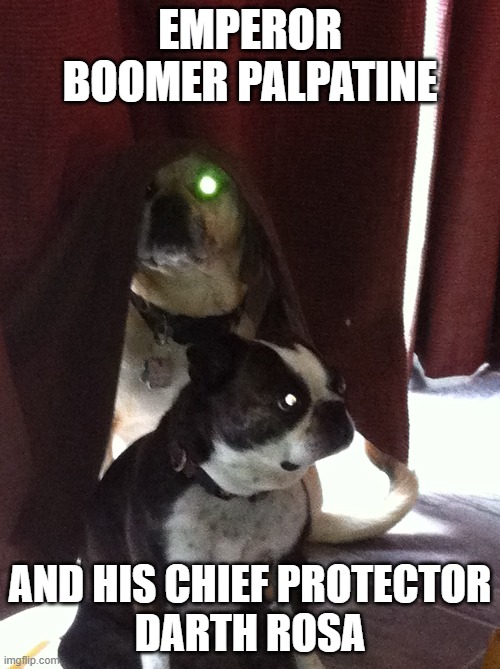 Boomer & Rosa | EMPEROR BOOMER PALPATINE; AND HIS CHIEF PROTECTOR
DARTH ROSA | image tagged in funny dogs | made w/ Imgflip meme maker