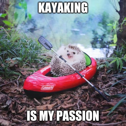 Gecko? What gecko? | KAYAKING; IS MY PASSION | image tagged in memes,kayak | made w/ Imgflip meme maker